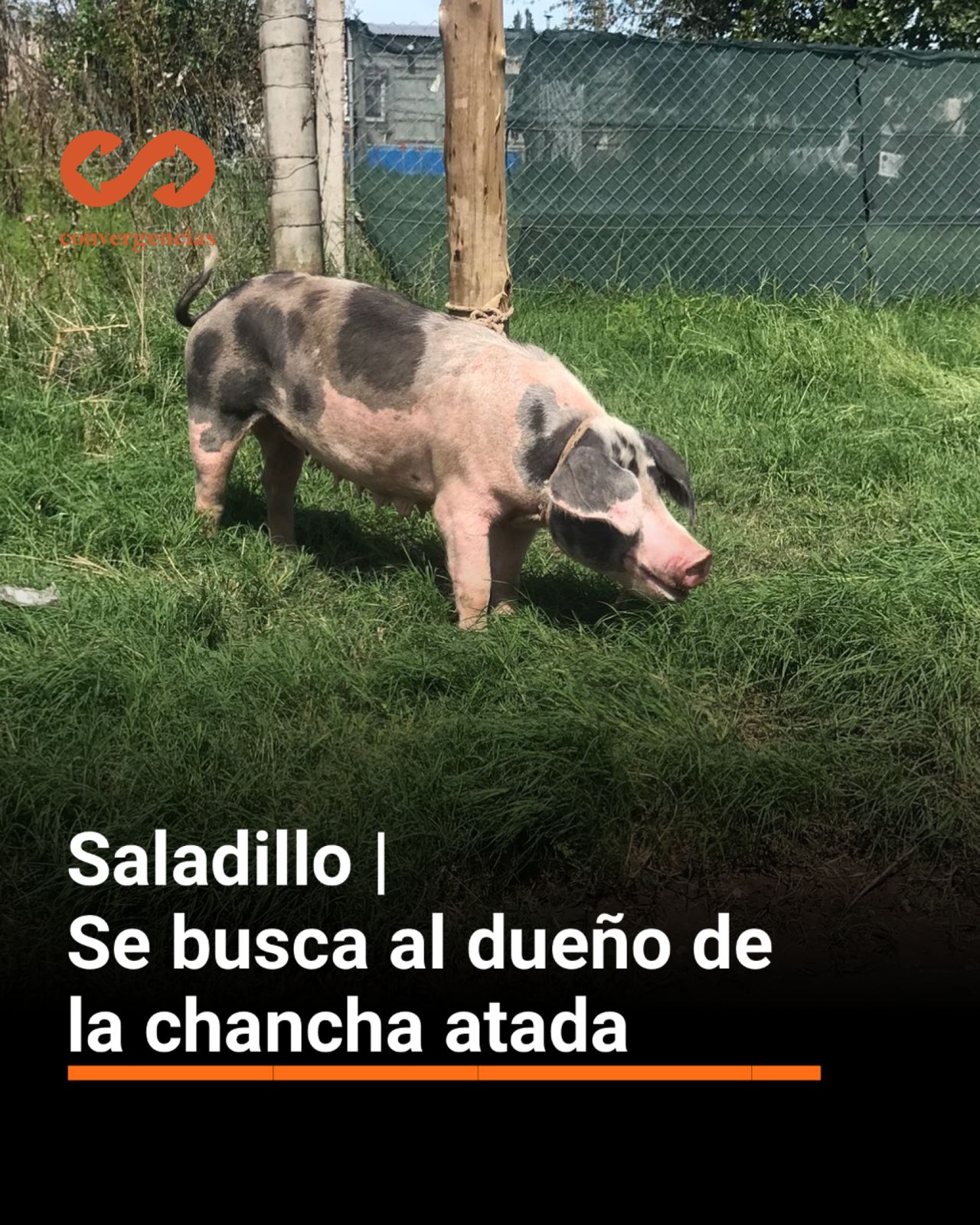 Saladillo | Se busca al dueño de la chancha atada.-