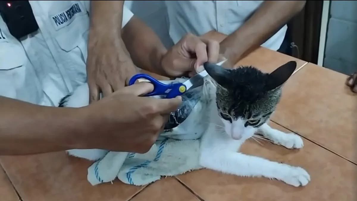 Costa Rica | «Narcomichi»: Capturan a un gato usado para introducir drogas a la Penitenciaría de Pococí.-