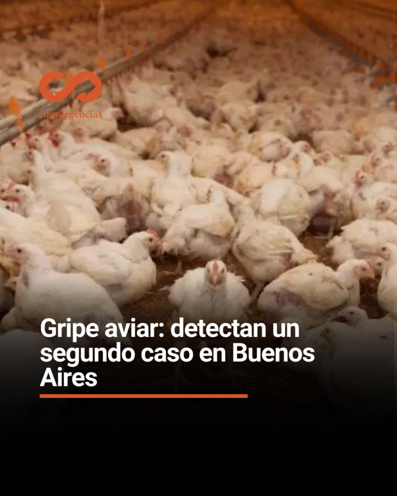 Gripe aviar: detectan un segundo caso en Buenos Aires.-