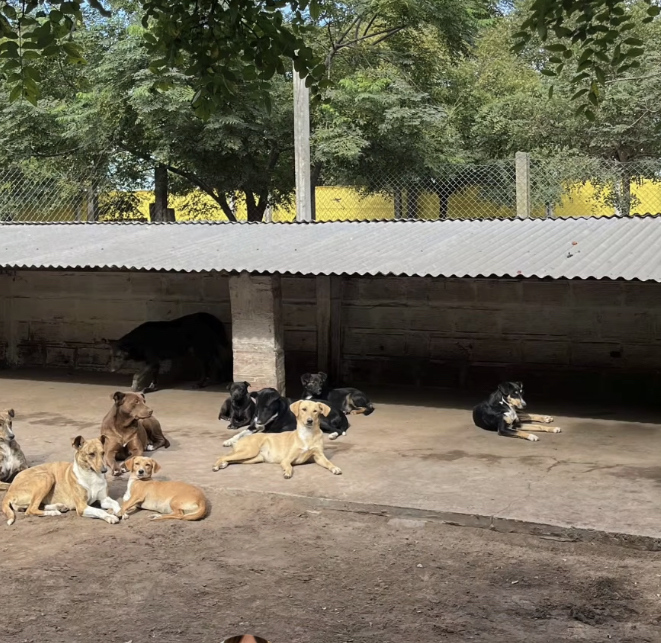 Saladillo | Reclamo por el estado del albergue canino: “dejen de espiar vecinos, armar publicaciones de Instagram y ocúpense de lo que importa”.