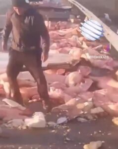 Azul | Volcó un camión de Saladillo con reses de cerdo en la RP51: el tránsito estuvo interrumpido durante varias horas.-