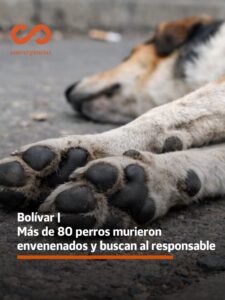 Bolivar | Más de 80 perros murieron envenenados y buscan al responsable.-