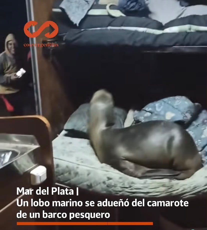 Mar del Plata | Un lobo marino se metió en un barco pesquero y se quedó dormido en una cama.-