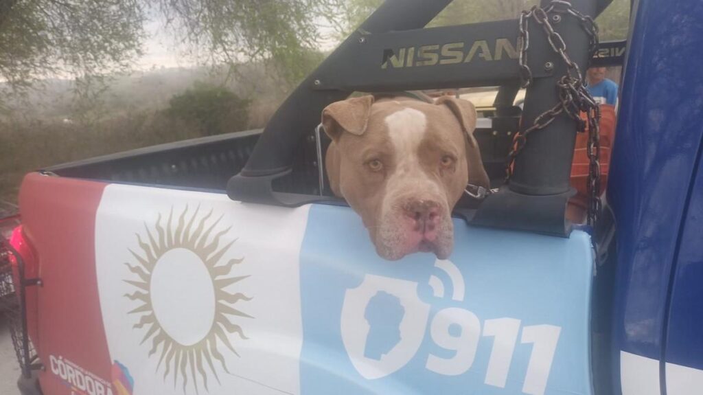 Córdoba | Dos niños de dos años murieron atacados por perros.-