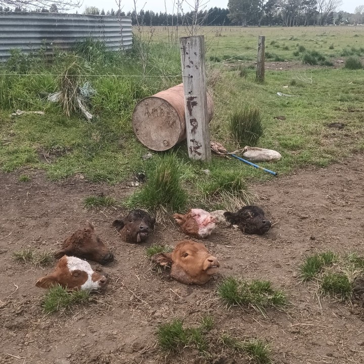 Olavarría | Mataron a 29 animales en dos noches y dejaron un cartel que decía “hambre”.-