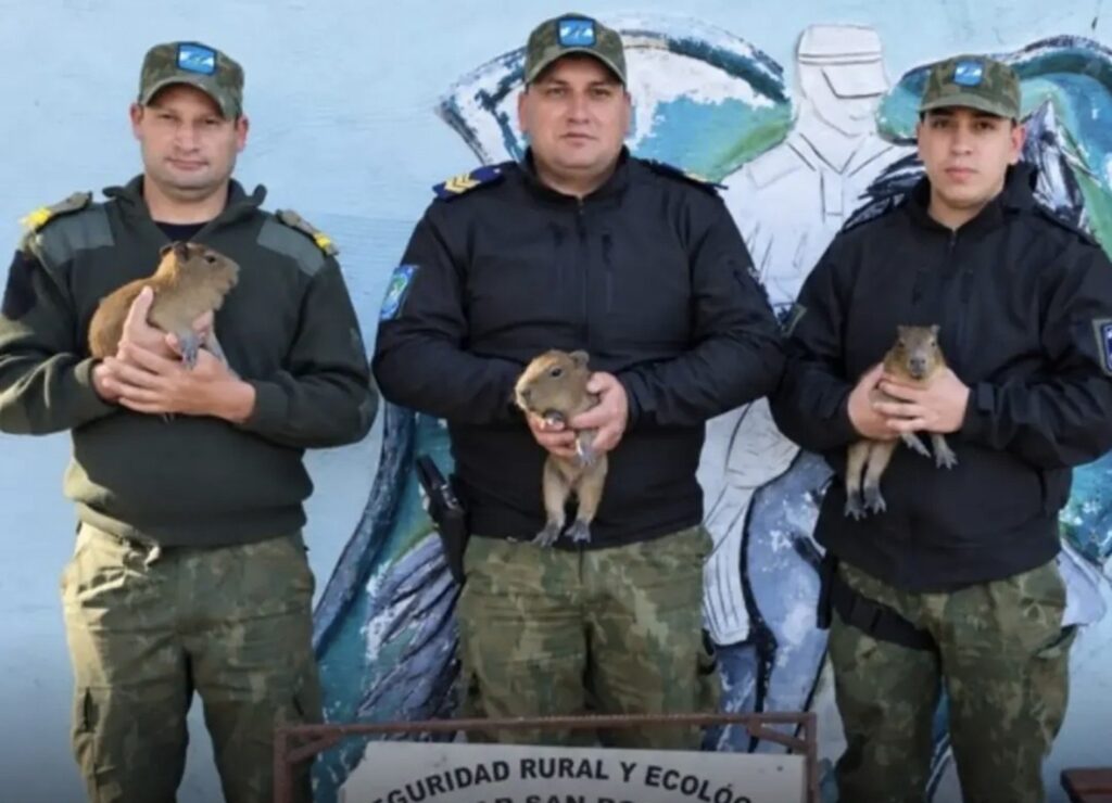 Corrientes | Rescataron tres carpinchos recién nacidos que eran ofrecidos a la venta por WhatsApp.-