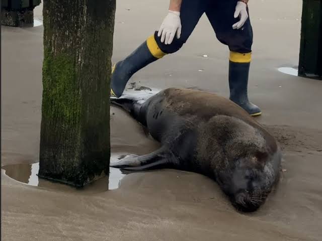 Tragedia en la costa | Balearon a un lobo marino y murió días después.-