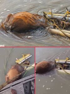 Río Paraná | Estaban pescando, encontraron a una vaca atrapada en la orilla y la rescataron.-