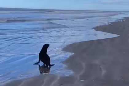 Buenos Aires | Rescataron a dos lobos marinos y, tras recuperarse, volvieron al mar.-