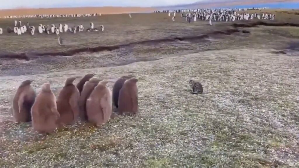 Islas Malvinas | Un grupo de pingüinos rey juveniles se encontraron con un gato por primera vez.-