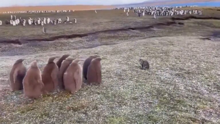 Islas Malvinas | Un grupo de pingüinos rey juveniles se encontraron con un gato por primera vez.-
