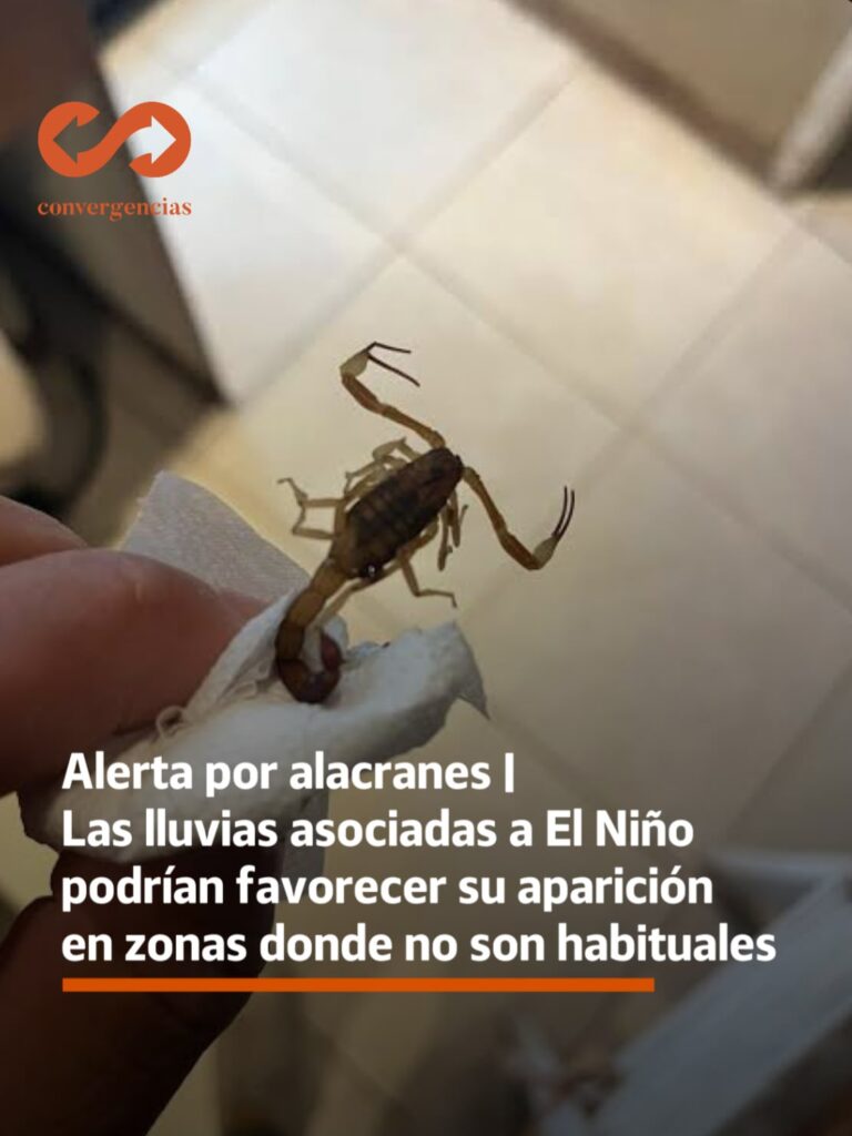 Alerta por alacranes | Las lluvias asociadas a El Niño podrían favorecer su aparición en zonas donde no son habituales.-