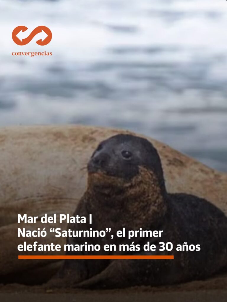 Mar del Plata | Nació “Saturnino”, el primer elefante marino en más de 30 años.-