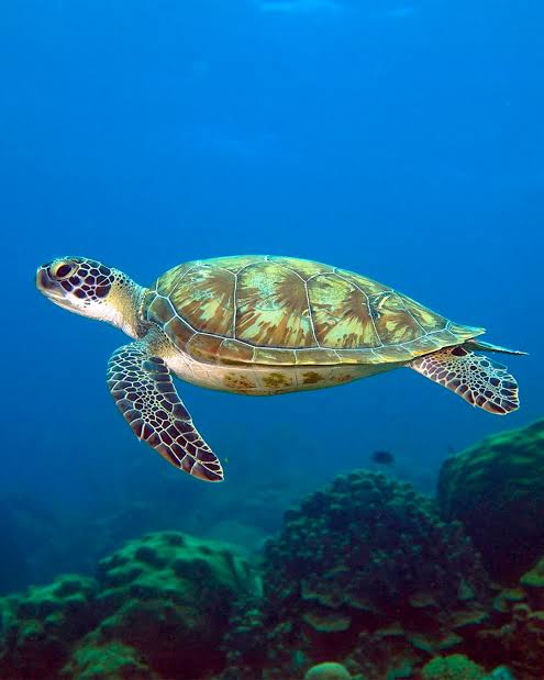 Mundo | La tortuga verde salió de la lista de especies en peligro de extinción tras décadas de esfuerzos de conservación.-